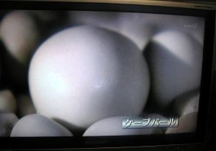 f:id:magurit:20090712165616j:image