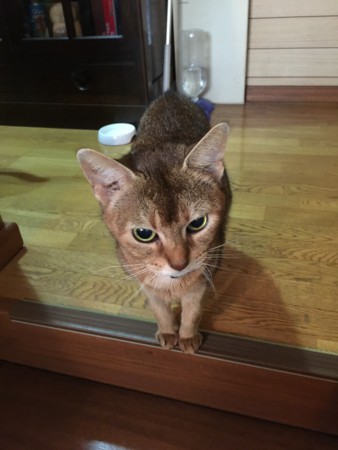 f:id:magurit:20151119084855j:image
