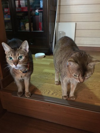 f:id:magurit:20151119084921j:image