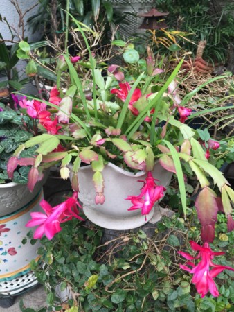 f:id:magurit:20160103105612j:image