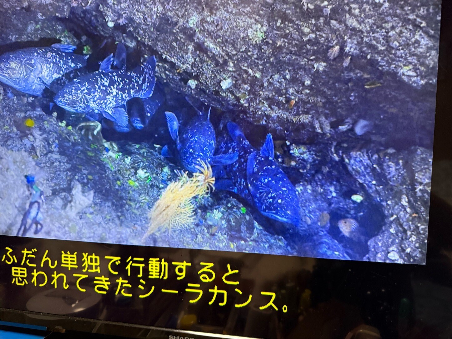 f:id:magurit:20260824204807j:image