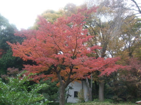 紅葉@六義園