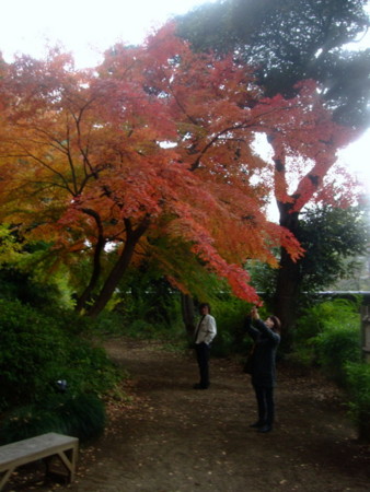 紅葉@六義園