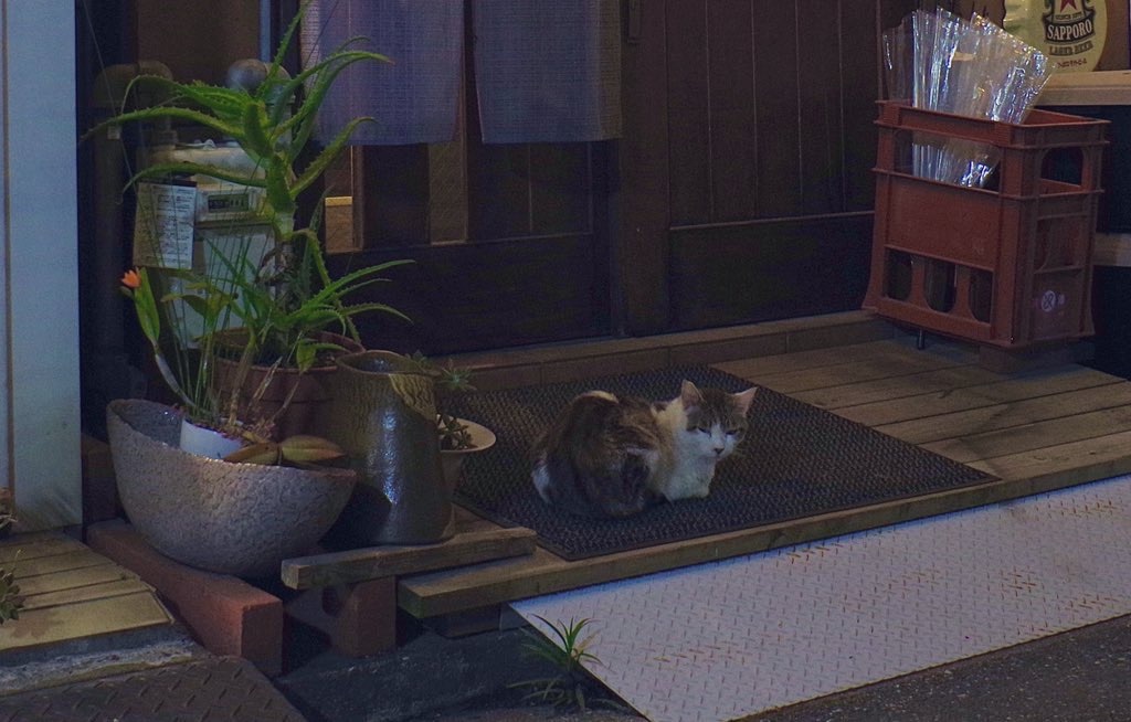 f:id:maguro_neko:20220510203305j:image f:id:maguro_neko:20220510203305j:image