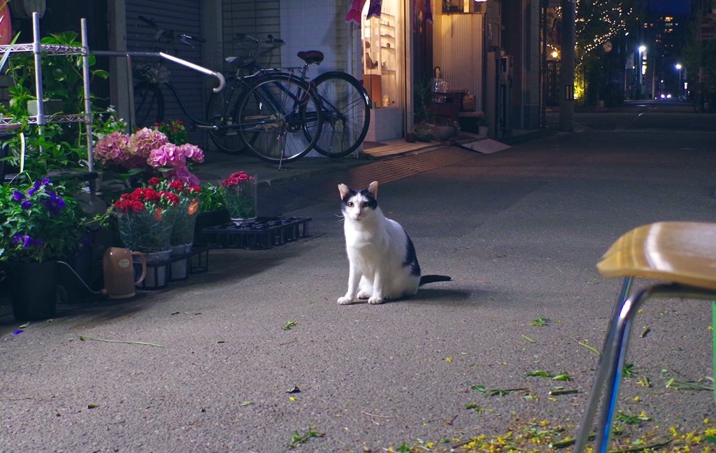 f:id:maguro_neko:20220510203310j:image f:id:maguro_neko:20220510203310j:image