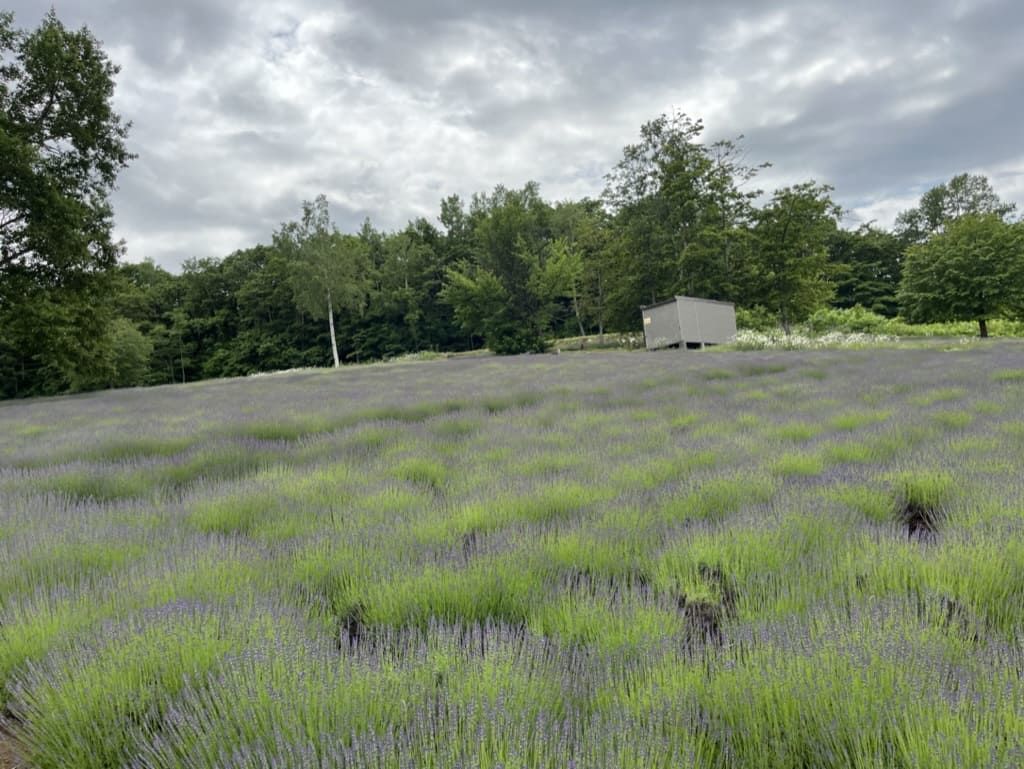 幌見峠ラベンダー園