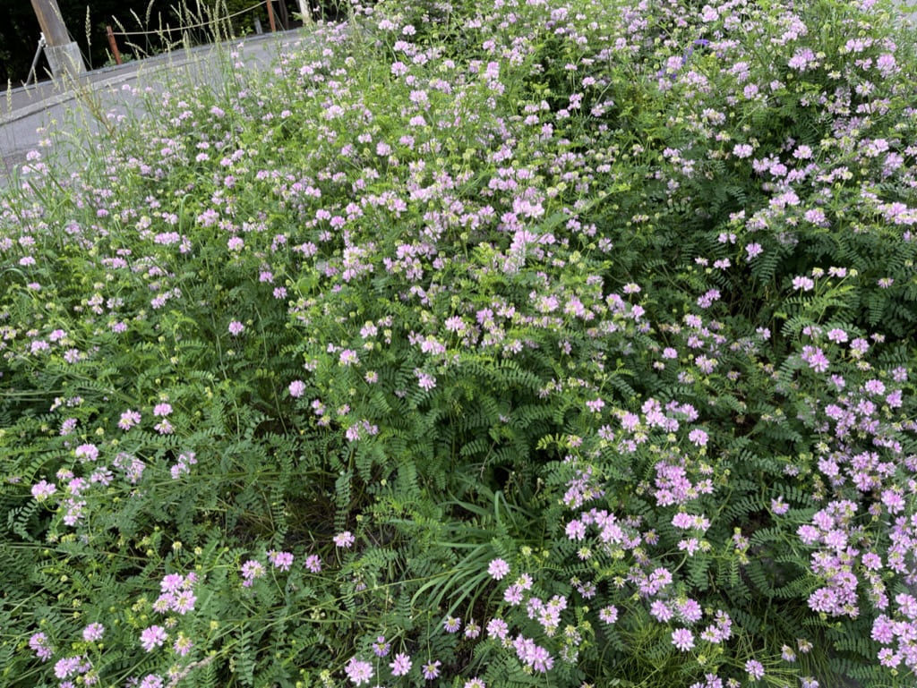 幌見峠 道 花