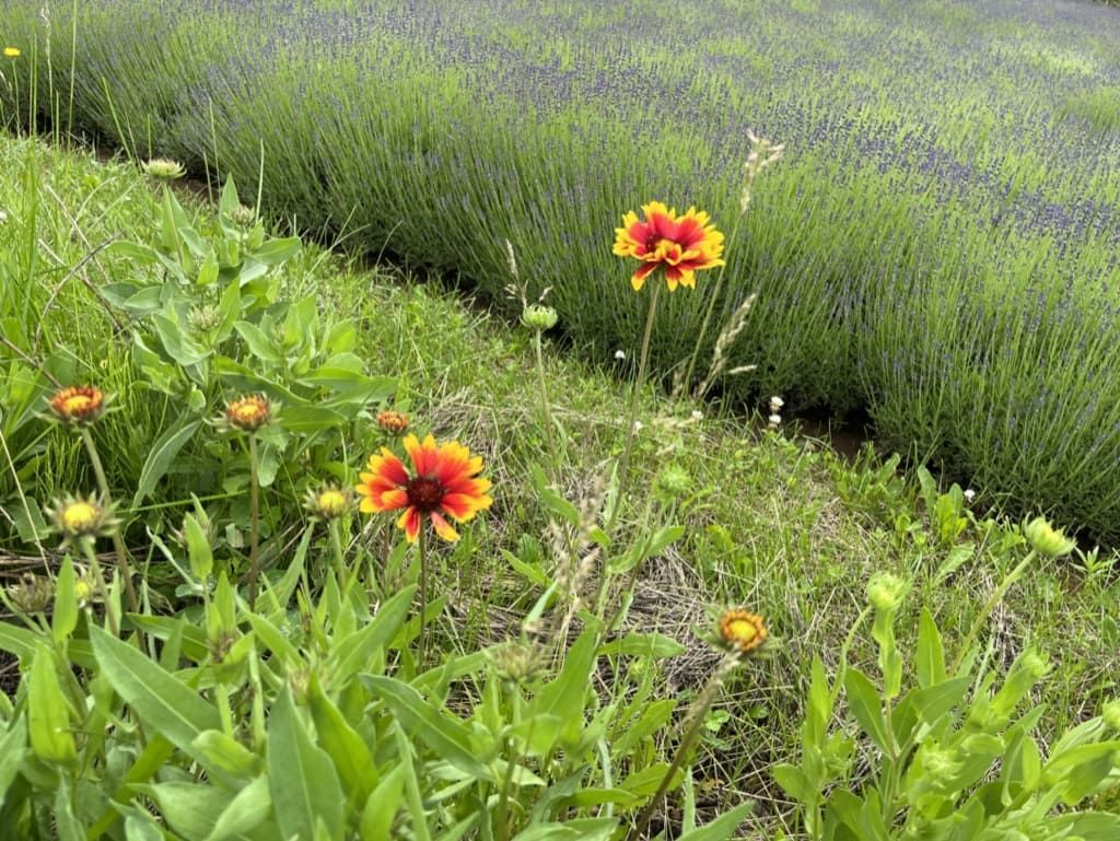 幌見峠ラベンダー園 オレンジ色の花