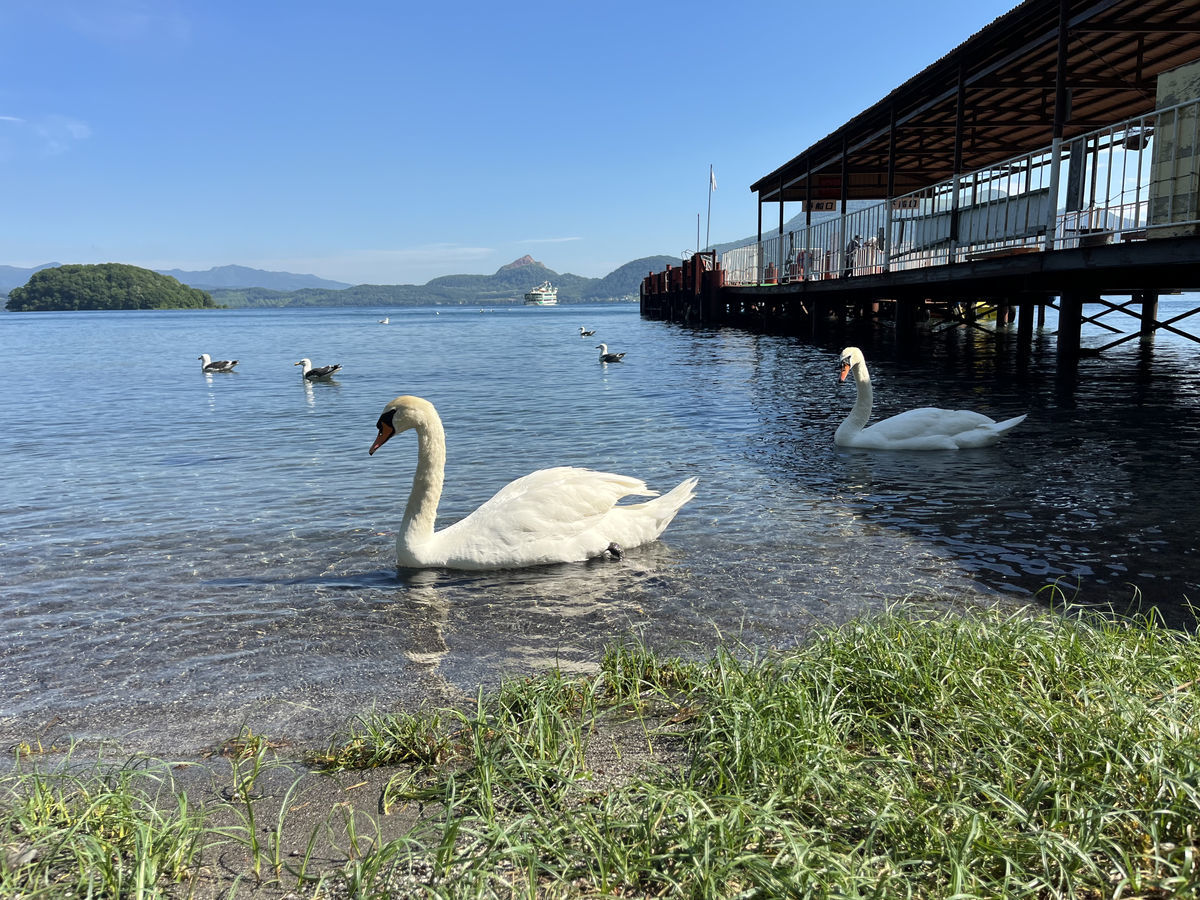 白鳥とカモメ