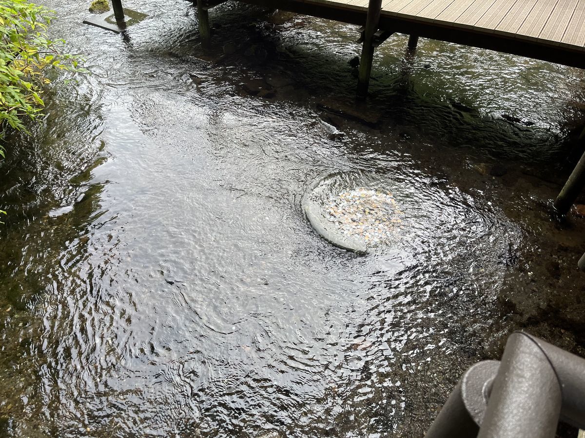 ふきだし公園 水の中にお賽銭