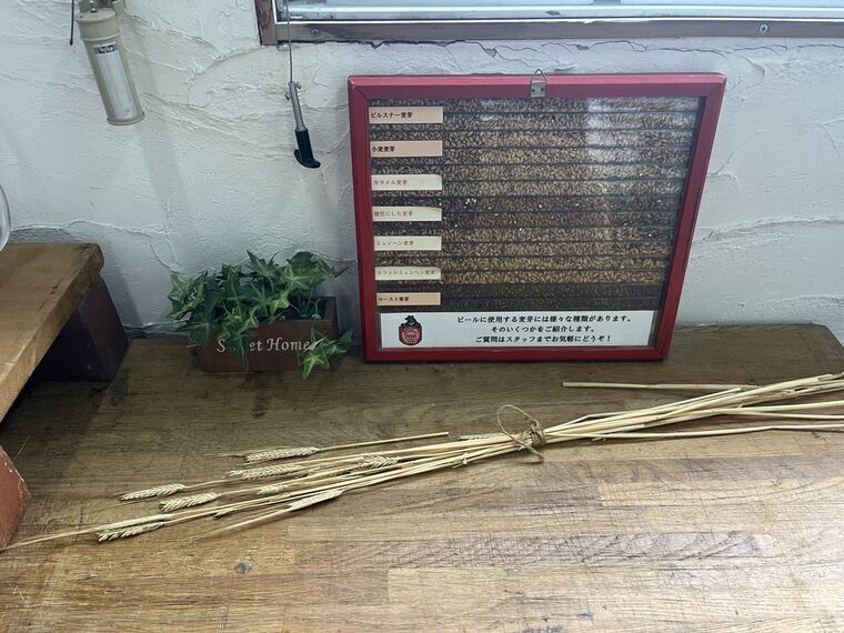 ベアレン醸造所の麦芽7種の展示と大麦の穂
