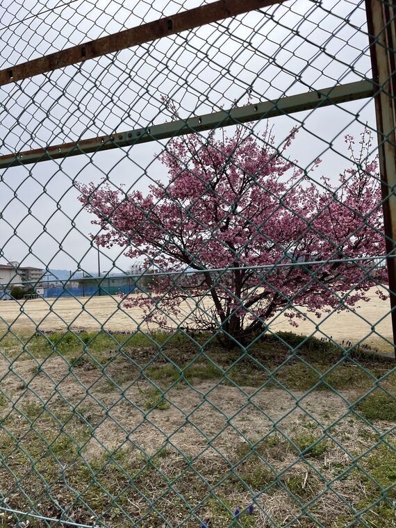 Farmentryへの散歩道で見かけた梅の花