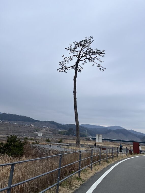 奇跡の一本松のシルエット 被災建物を背景に