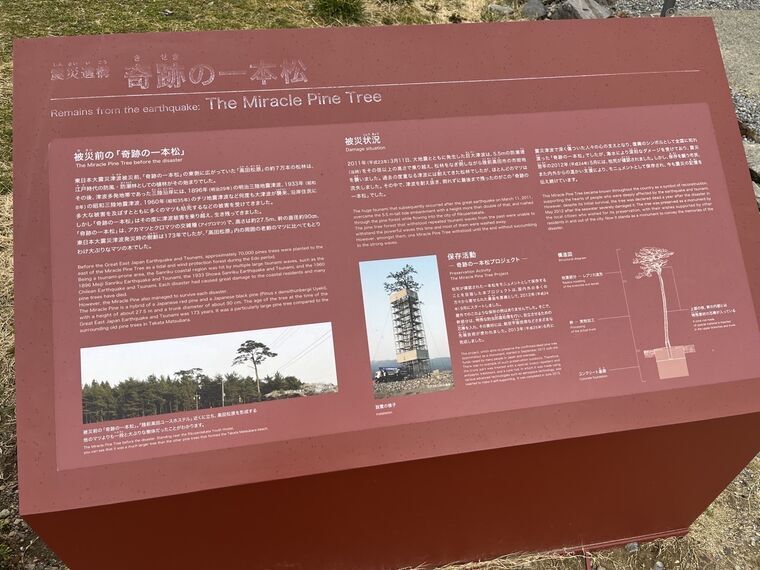 奇跡の一本松の説明看板 The Miracle Pine Tree
