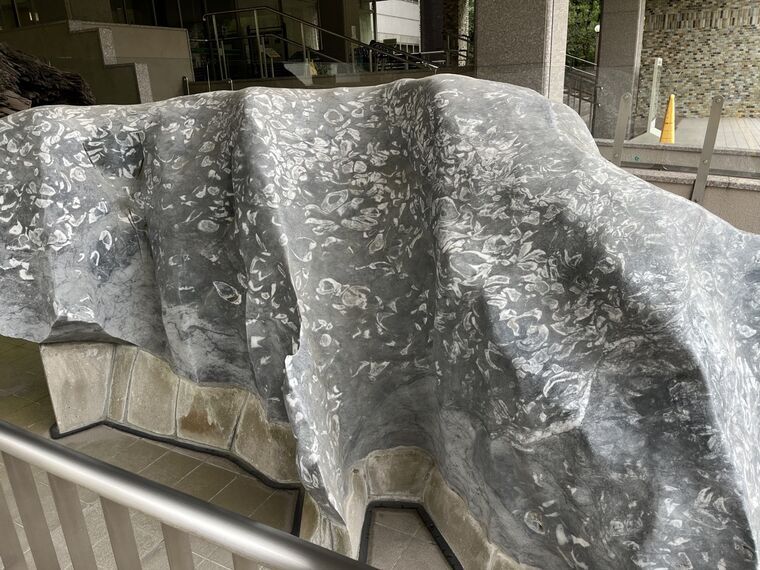 宮崎県総合博物館に展示されたメガロドン石灰岩の現物