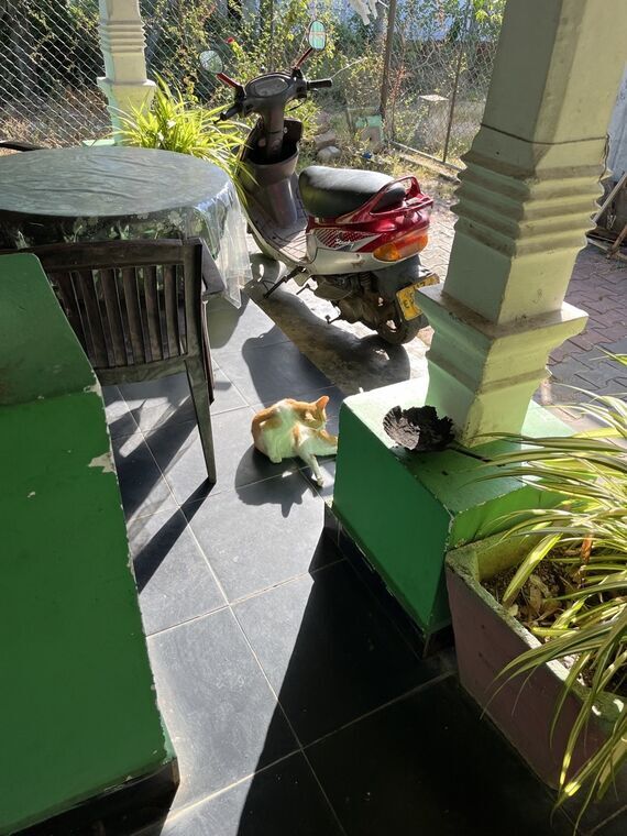 Hela Bojunの店内で昼寝している猫