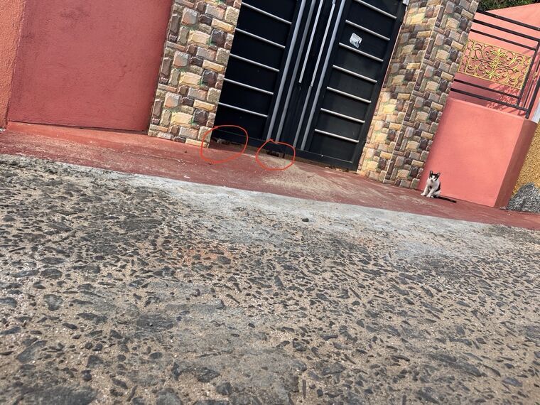 チェックアウト日にお隣の家の門の前にいた猫