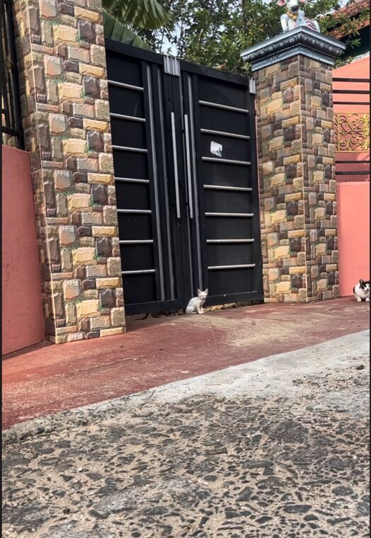 お隣の家の門の前に出てきた白い子猫