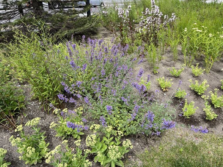 サツエキイーストパークに咲く紫の花の群生(ラベンダー)