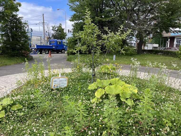 リンゴ並木の若いりんごの木と品種看板、ヒメジョオン群生