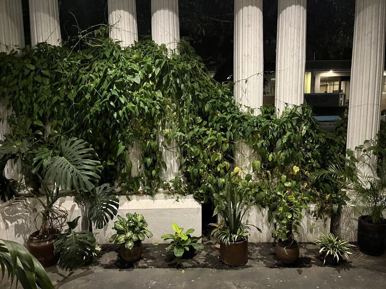 夜のKiri Kopiの外観。白い縦溝彫りのコロニアル様式の柱に沿ってモンステラなどの観葉植物が並ぶ