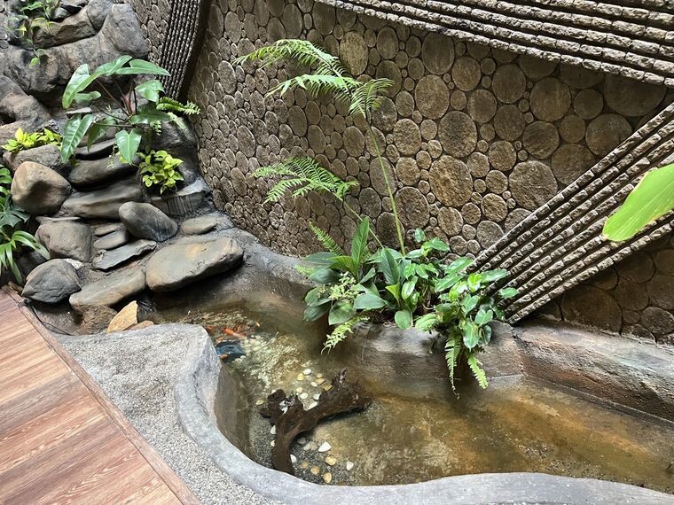 店内の池。オレンジ色の鯉が数匹泳ぎ、羊歯と観葉植物が水際に垂れる