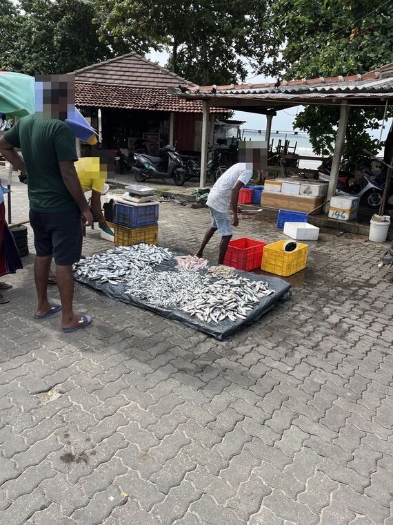 路上に敷いたシートの上に小魚が大量に並べられている。傍らに赤と黄色のプラスチックコンテナ、男性が数人作業している