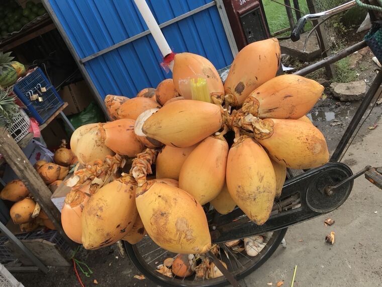 自転車の荷台に山盛りに積まれたオレンジ色のking coconut。黄色いストローの束が挿さっている