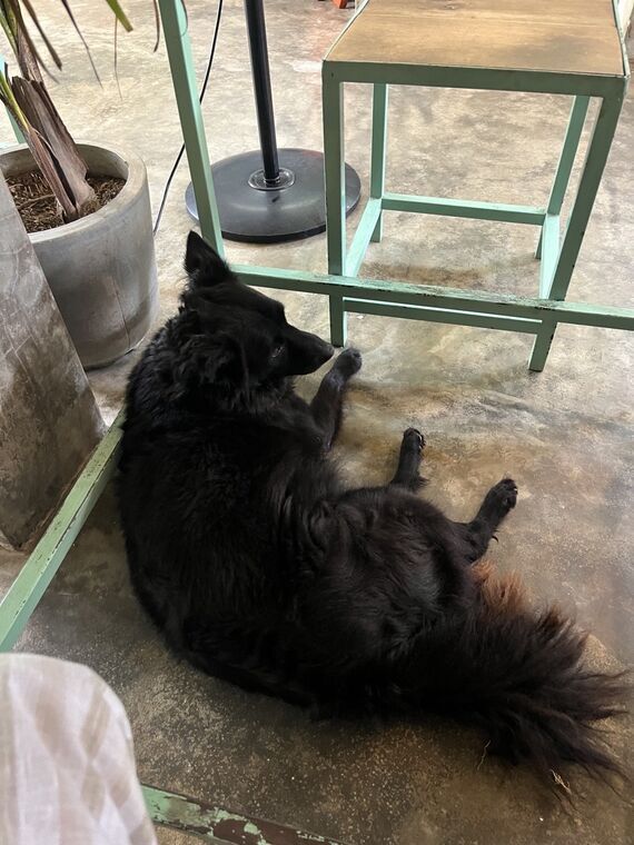 コンクリートの床で横になっている黒い長毛の犬。ミントグリーンのスツールの脚と鉢植え