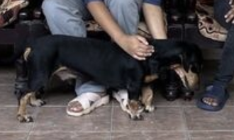 黒い犬2匹が参加者の足元に寄ってきて撫でられている切り抜き