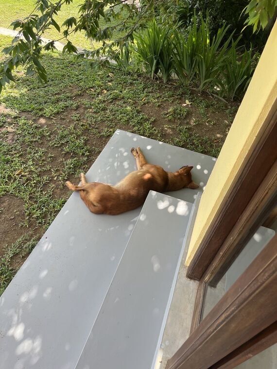 HALOの階段の踊り場で仰向けに寝ている茶色い犬