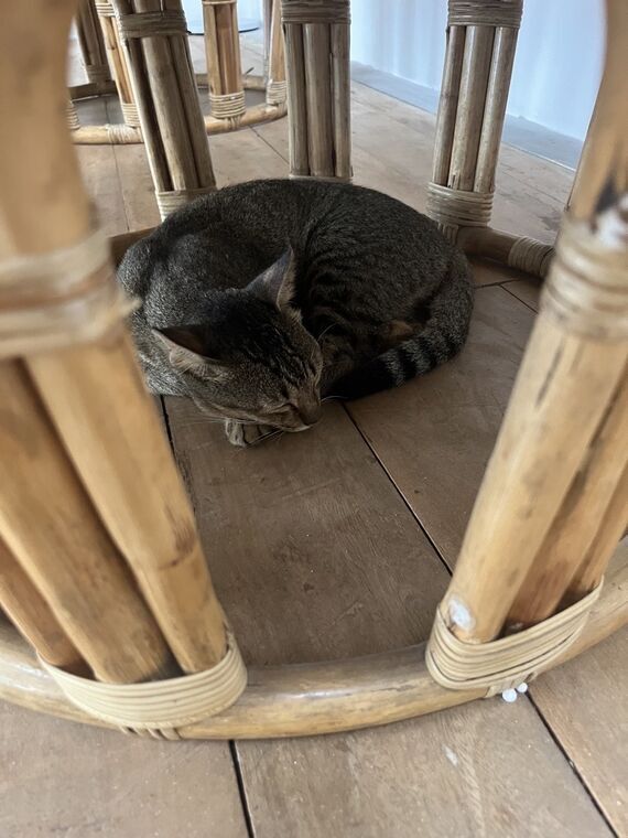 籐の椅子の下で丸くなって眠るHALOのキジトラの猫
