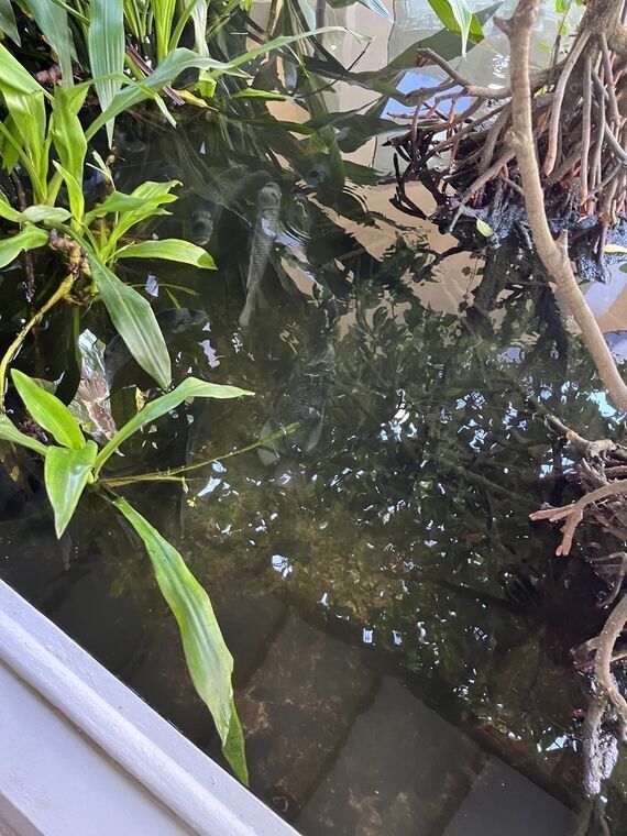庭園の池。水草と枝の間を魚が何匹も泳いでいる