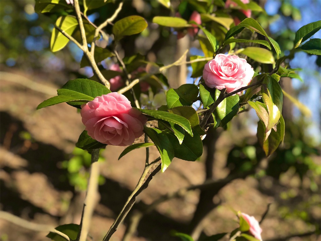 f:id:mah_nya:20190429033145j:image f:id:mah_nya:20190429033145j:image