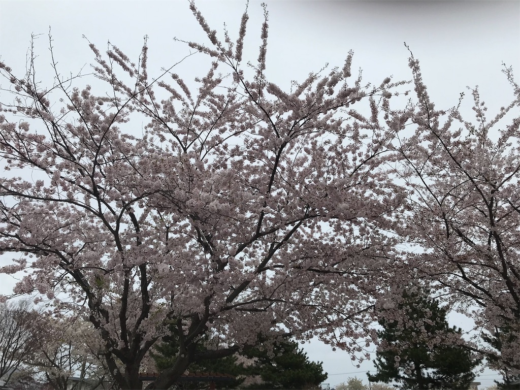 f:id:mah_nya:20190430150630j:image f:id:mah_nya:20190430150630j:image