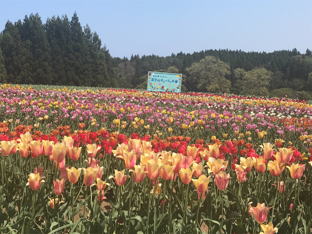 f:id:mah_nya:20190511171422j:image f:id:mah_nya:20190511171422j:image