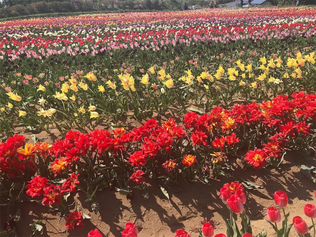 f:id:mah_nya:20190511171529j:image f:id:mah_nya:20190511171529j:image
