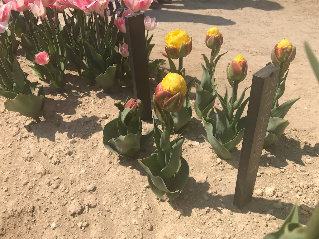f:id:mah_nya:20190511171638j:image f:id:mah_nya:20190511171638j:image