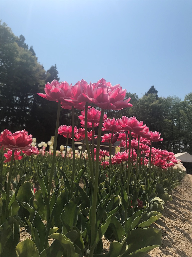 f:id:mah_nya:20190511171641j:image f:id:mah_nya:20190511171641j:image
