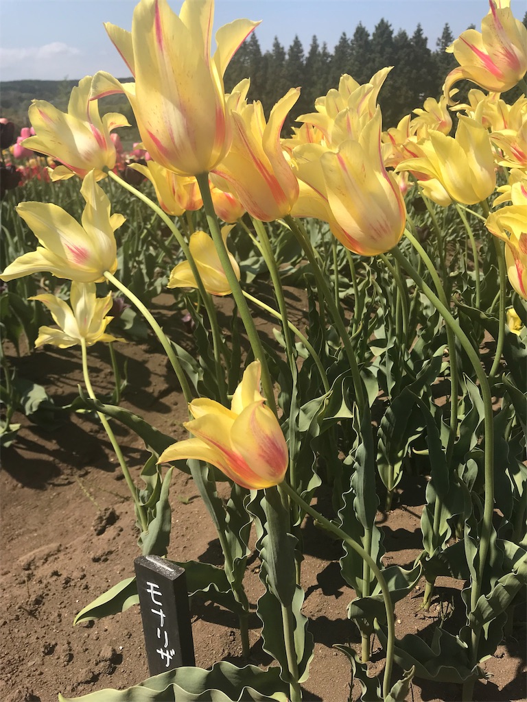 f:id:mah_nya:20190511171750j:image f:id:mah_nya:20190511171750j:image