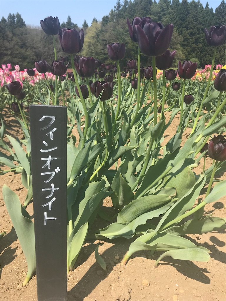 f:id:mah_nya:20190511171828j:image f:id:mah_nya:20190511171828j:image