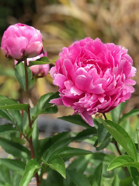 f:id:mahaashi:20200514234619j:plain f:id:mahaashi:20200514234619j:plain