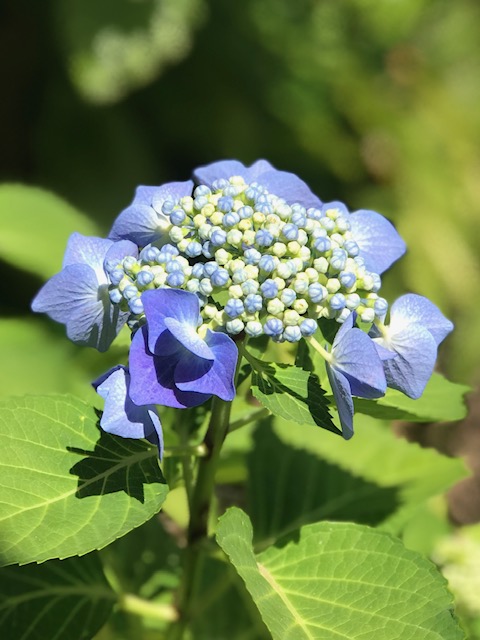 f:id:mahaashi:20200607234209j:plain f:id:mahaashi:20200607234209j:plain