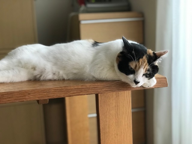 f:id:mahaashi:20200618235501j:plain