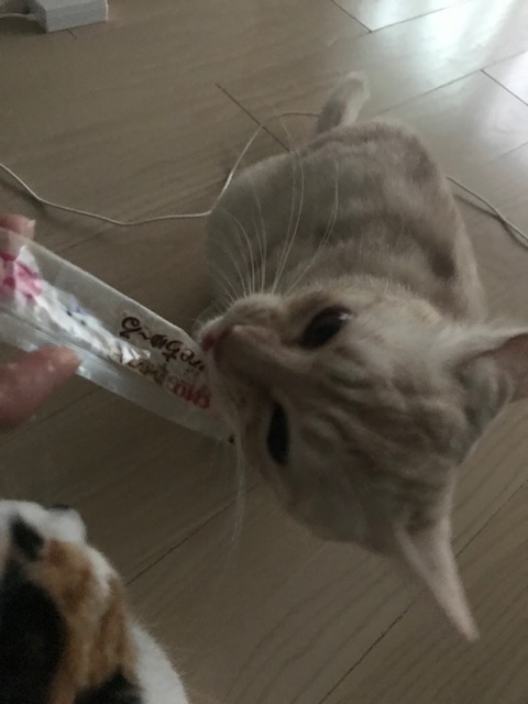 f:id:mahaashi:20200710234255j:plain
