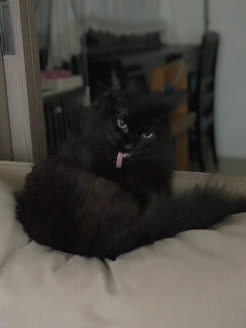 f:id:mahaashi:20200724235529j:plain f:id:mahaashi:20200724235529j:plain