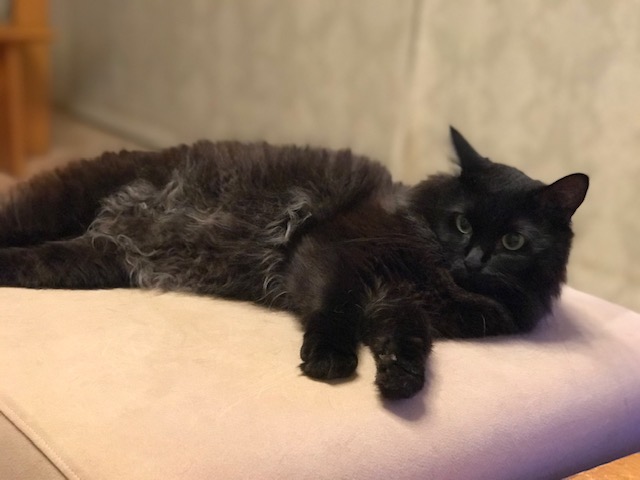 f:id:mahaashi:20200823172912j:plain f:id:mahaashi:20200823172912j:plain