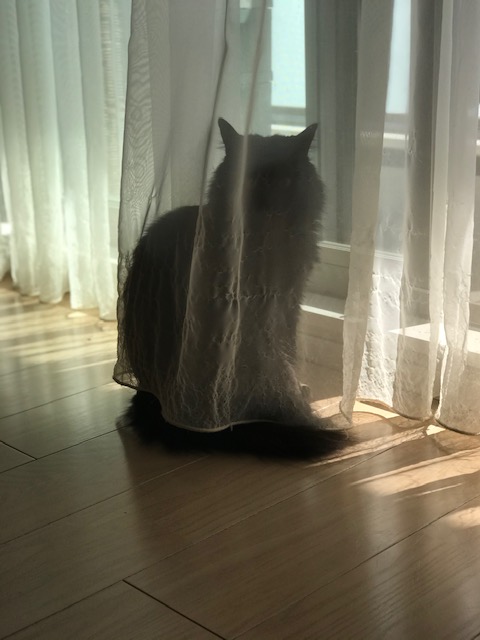 f:id:mahaashi:20201001231446j:plain