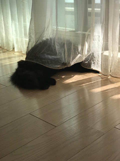 f:id:mahaashi:20201001231610j:plain