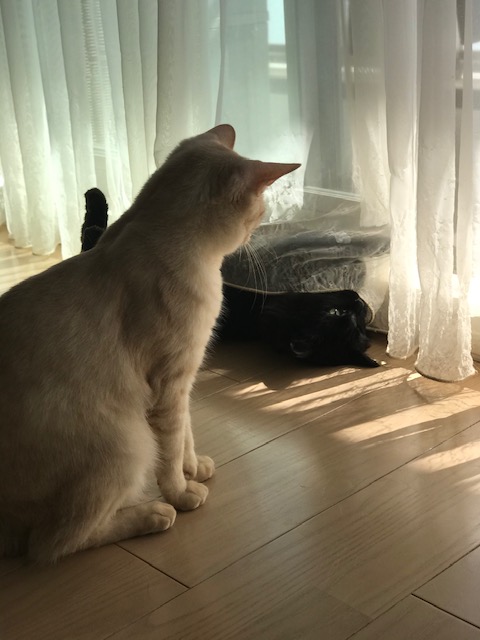 f:id:mahaashi:20201001231642j:plain